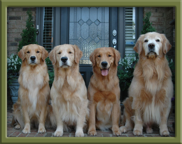 080107_4goldens