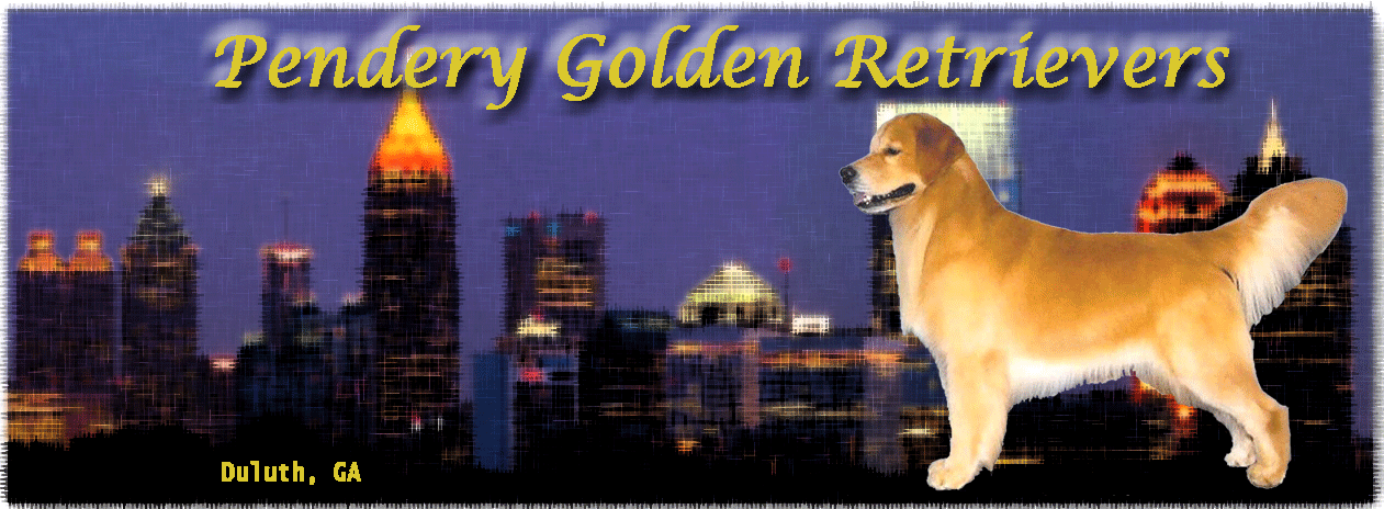 Pendery Golden Retrievers